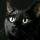 夜行猫的头像