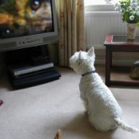 What Dogs Prefer to Watch on Television