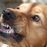 Can Dogs Tell Lies with a Growl?