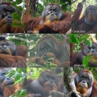 Orangutan Treats His Wound with a Medicinal Plant