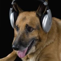 How Good Is a Dog's Hearing Compared to Humans?