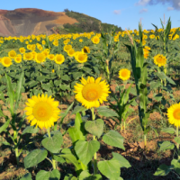 How Humans Differ From Plants